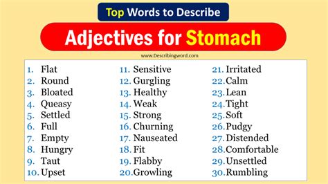 stomach übersetzung|the adjective for stomach is.